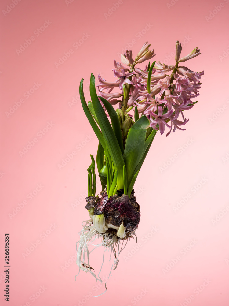 Fototapeta premium Hyacinth floating in the air with roots.