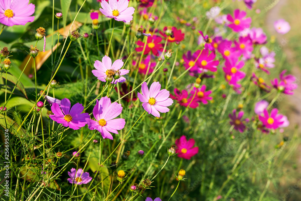 Pink flowers kosmeya in sunny weather. Flowering kosmeya_ Pink flowers kosmeya in sunny weather. Flowering kosmeya_