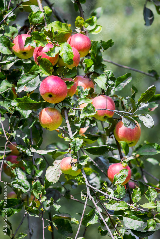 The red apples hang on a tree branch in sunny weather_