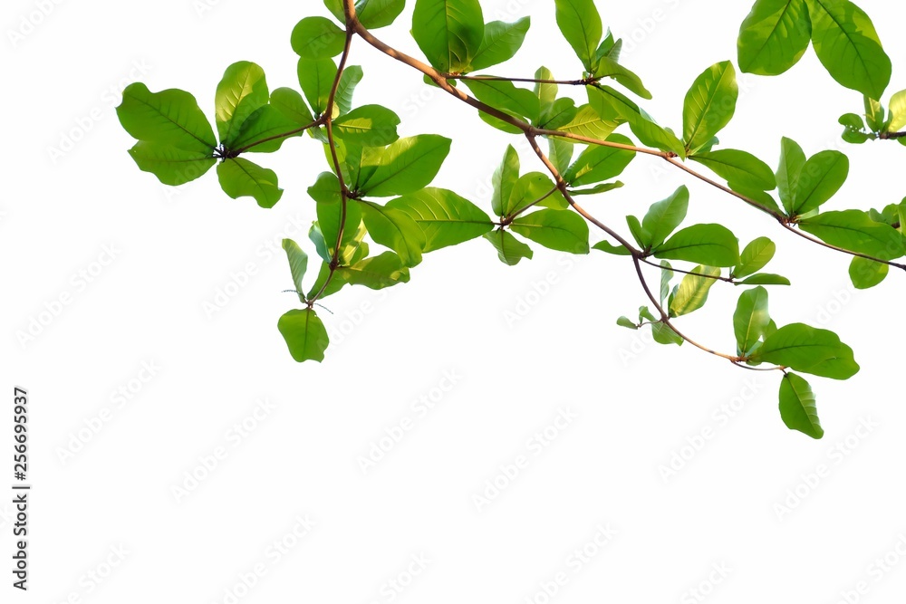 Indian almond tree with branches leaves on white isolated background for green foliage backdrop Indian almond tree with branches leaves on white isolated background for green foliage backdrop
