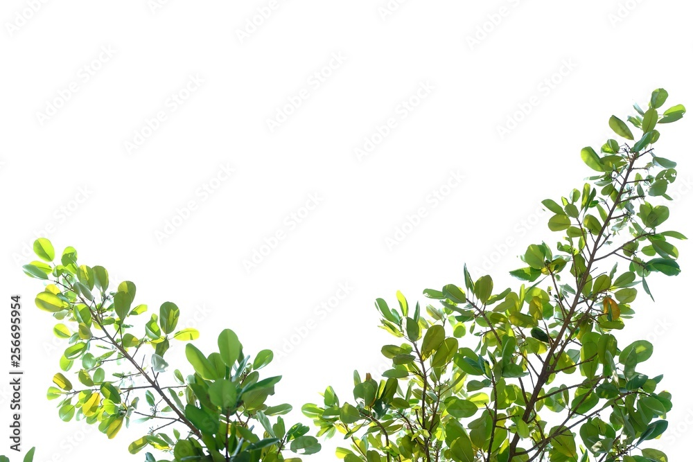 Top view tree leaves on white isolated background for green foliage backdrop Top view tree leaves on white isolated background for green foliage backdrop