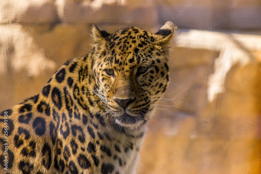 Fototapeta premium Leopard looking