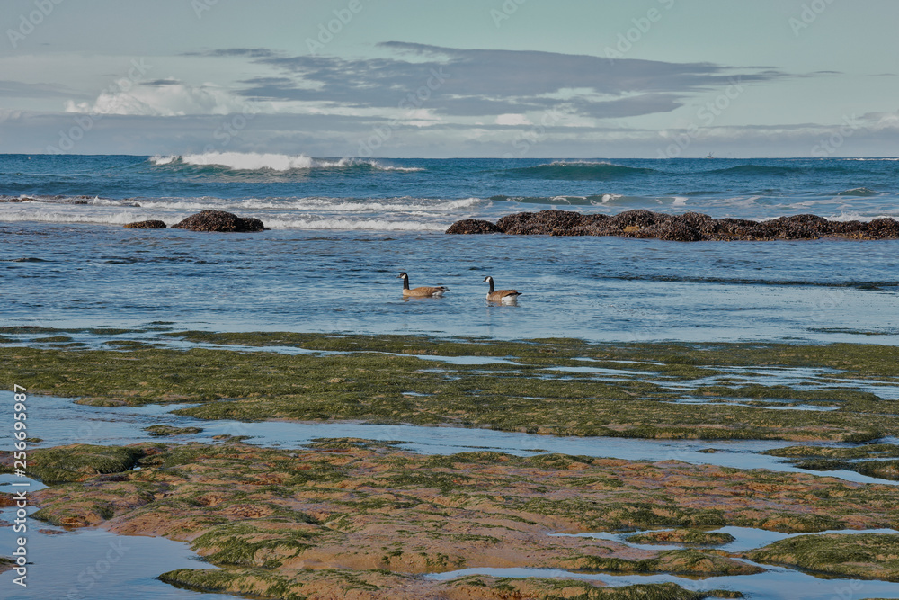 Geese floating in the ocean near tide pools in the pacific
