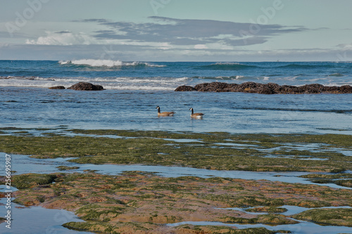 Geese floating in the ocean near tide pools in the pacific © Kathleen Perdue