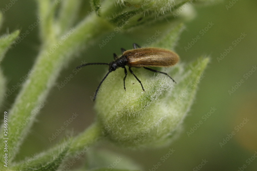 Naklejka premium beetle on a leaf