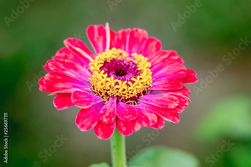 Red flower zinnia on a green blurry background_