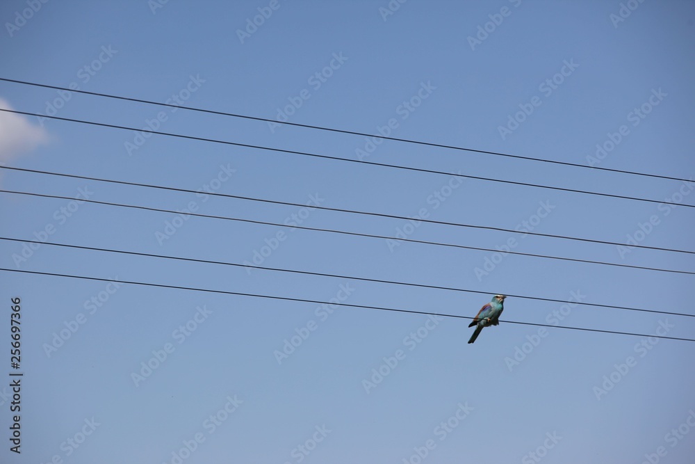 Birds on electric wires in the big city at twilight Birds on electric wires in the big city at twilight