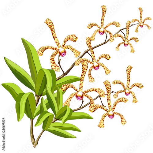 Scorpion Orchids Sensual Exotic Flowers Vector Illustration photo