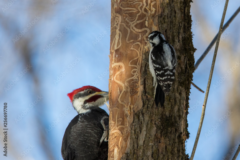 Pileated woodpecker vs downy woodpecker Stock Photo Adobe Stock