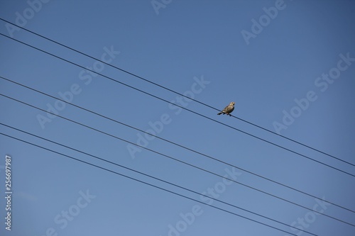 Birds on electric wires in the big city at twilight 