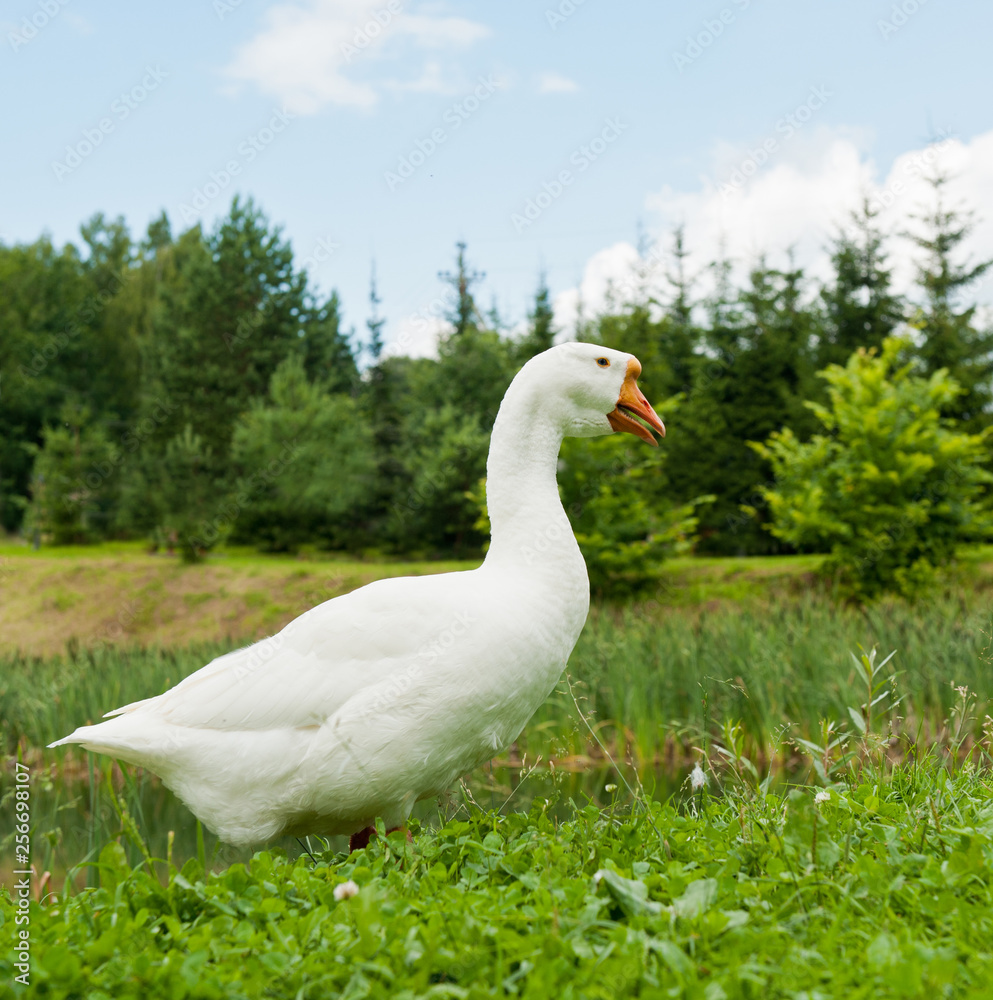 White goose on green grass White goose on green grass