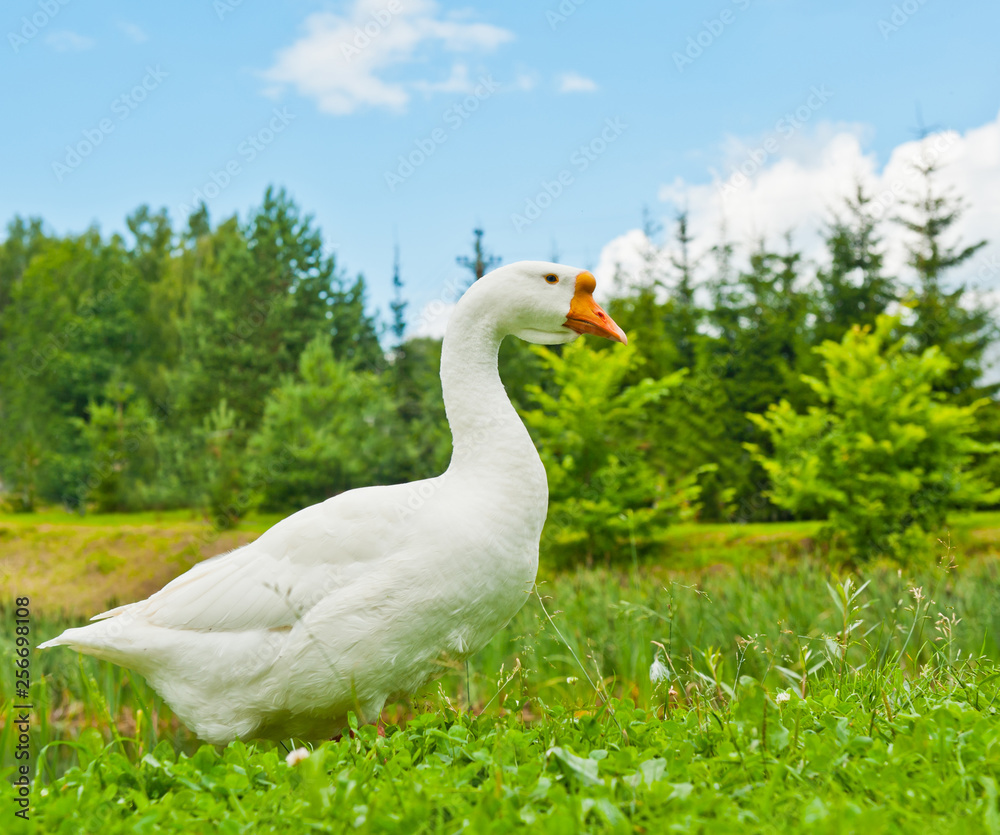 White goose on green grass White goose on green grass