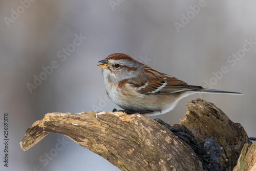  American tree sparrow in winter