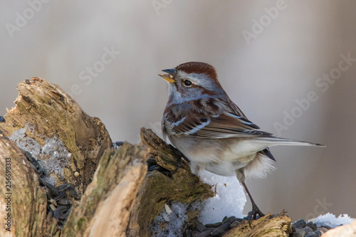  American tree sparrow in winter