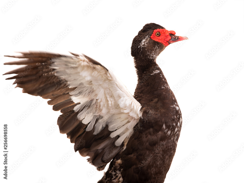 portrait cairina moschata duck large chocolate