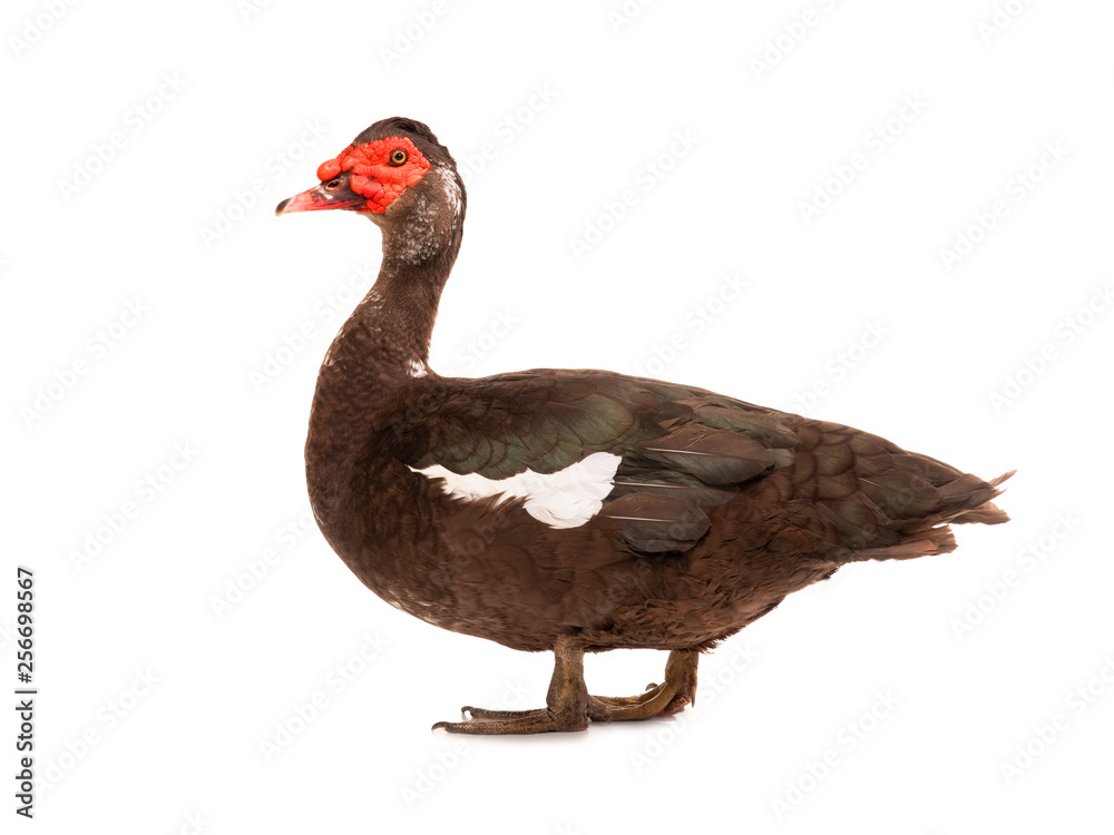 cairina moschata duck large chocolate cairina moschata duck large chocolate