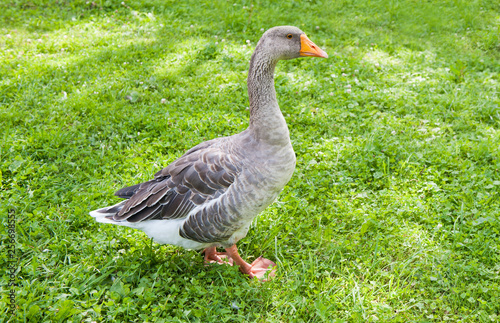 Grey goose on grass in sunny summer day