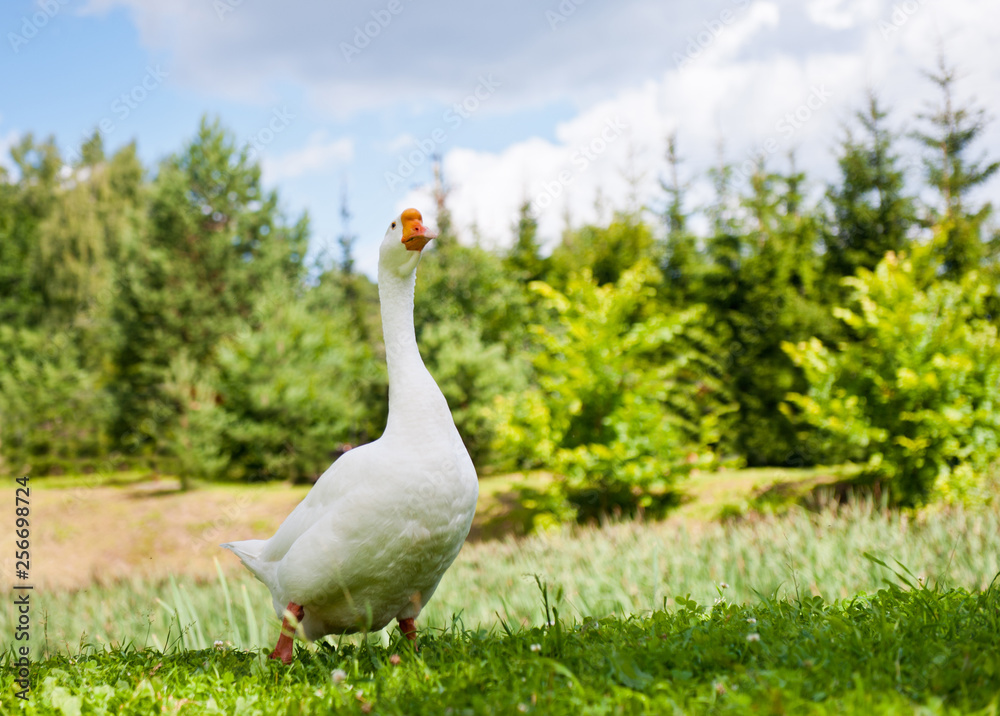 White goose on green grass White goose on green grass