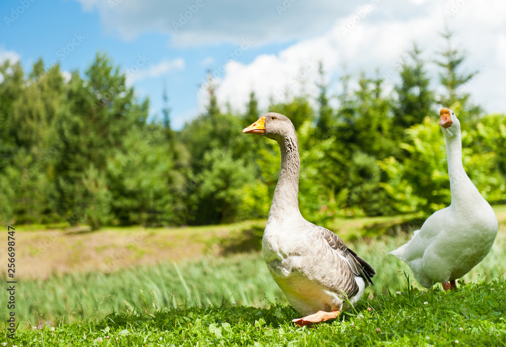 White and grey goose on green grass