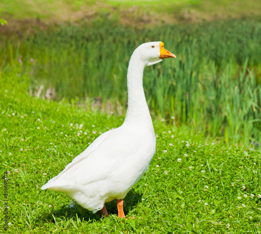 White goose on green grass in sunny summer day White goose on green grass in sunny summer day