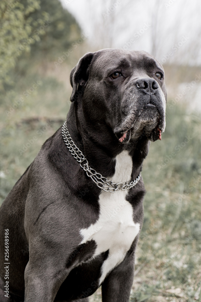 Grey Cane corso dog is sitting in autumn forest Grey Cane corso dog is sitting in autumn forest