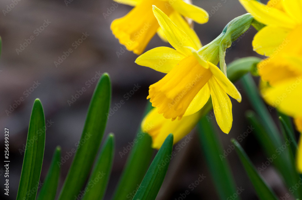 Fototapeta premium Narzisse im Frühling