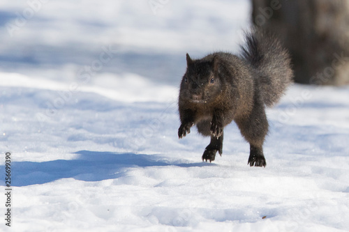 Sciurus carolinensis, common name eastern gray squirrel  in winter © Mircea Costina