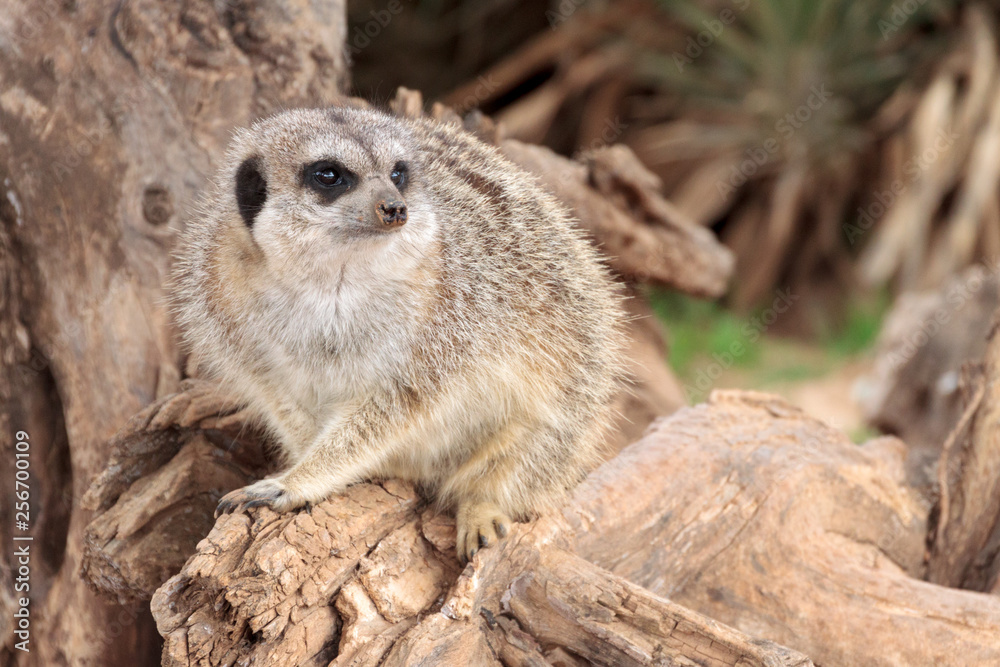 Fototapeta premium Suricate (Suricata suricatta) at zoo park