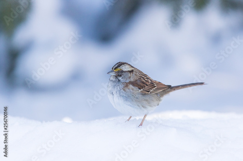 white-throated sparrow (Zonotrichia albicollis) in winter