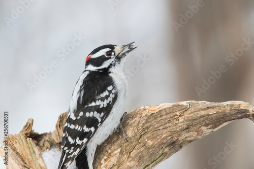 hairy woodpecker in winter