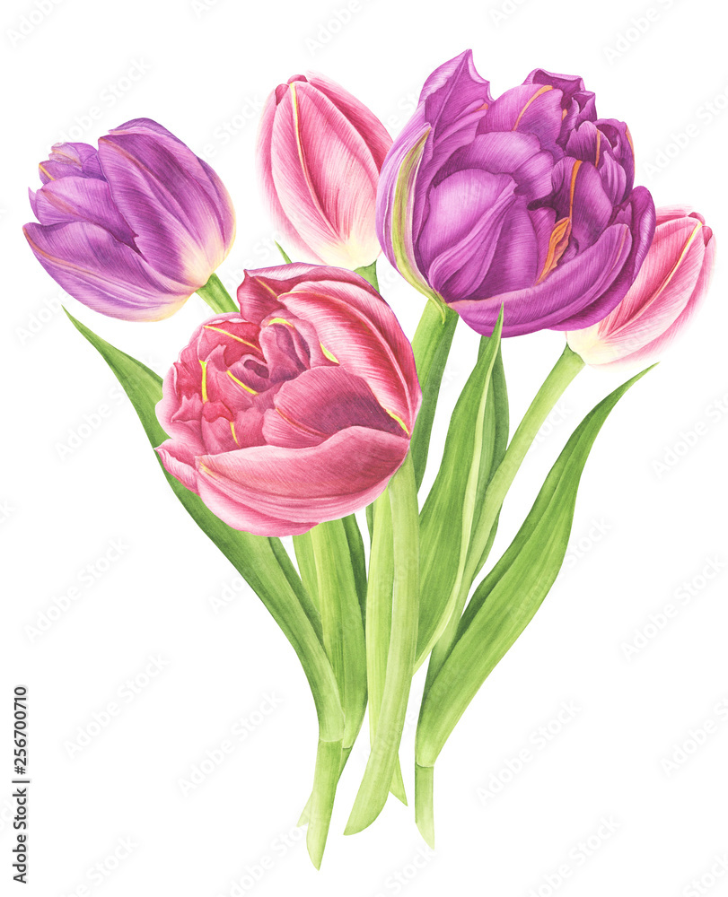 Fototapeta premium Flowers bouquet with tulips, watercolor painting. For design cards, pattern and textile.