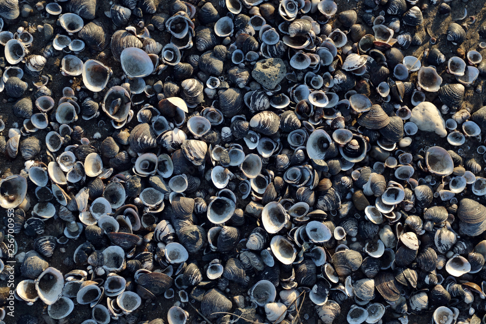 background shells at the beach background shells at the beach