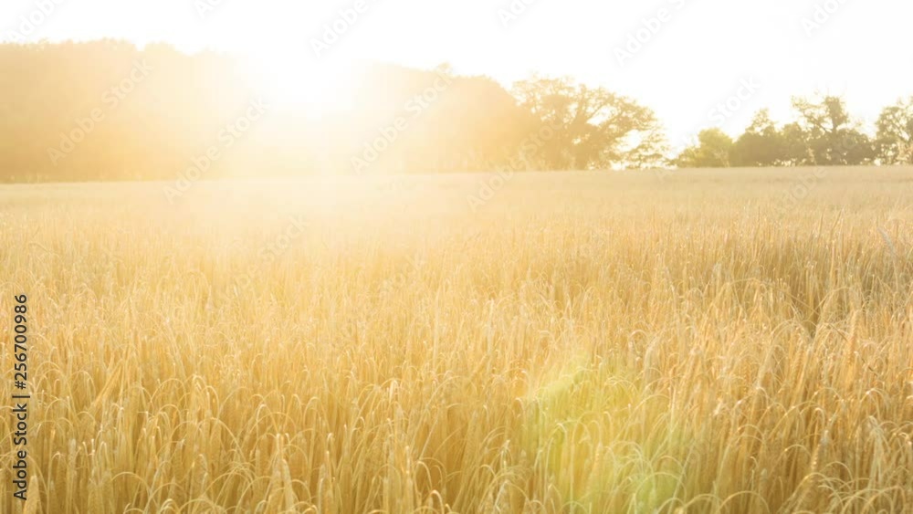 Wheatfield at sunset Wheatfield at sunset
