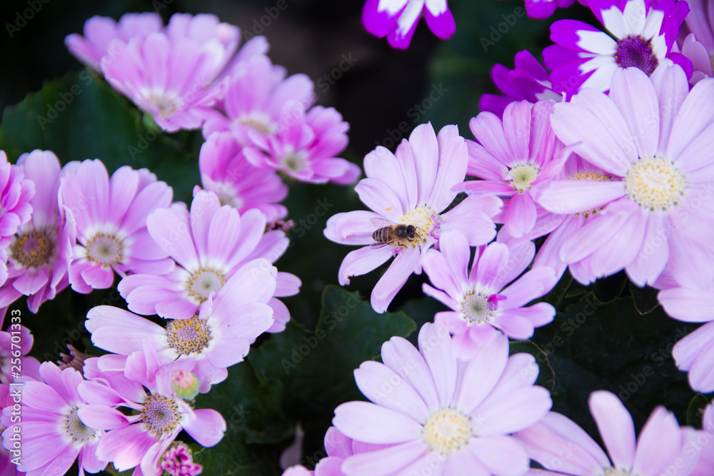 Garden white flower and a honey bee collecting honey Garden white flower and a honey bee collecting honey