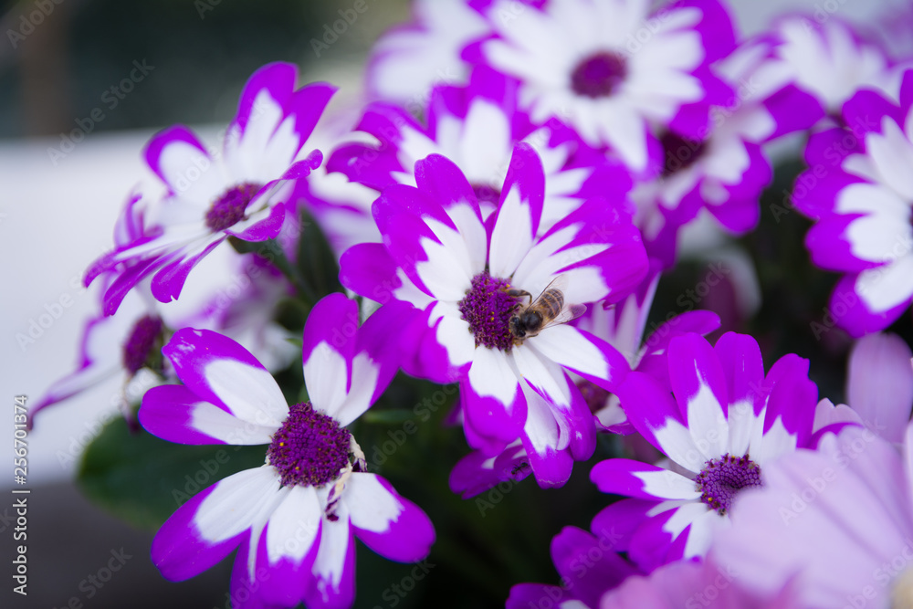 Obraz premium Garden white flower and a honey bee collecting honey