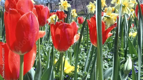Close-up of red tulips in flower garden.