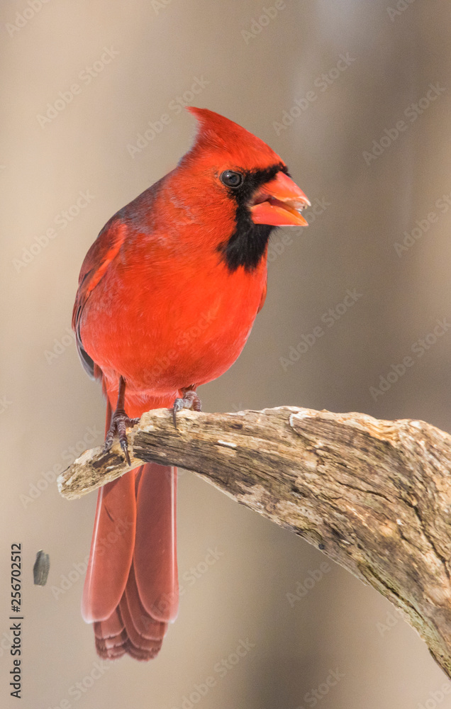 Male Northern Cardinal in winter Male Northern Cardinal in winter