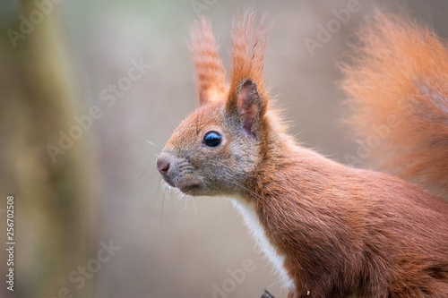 Eichhörnchen am Moos Ansitz © sebgsh