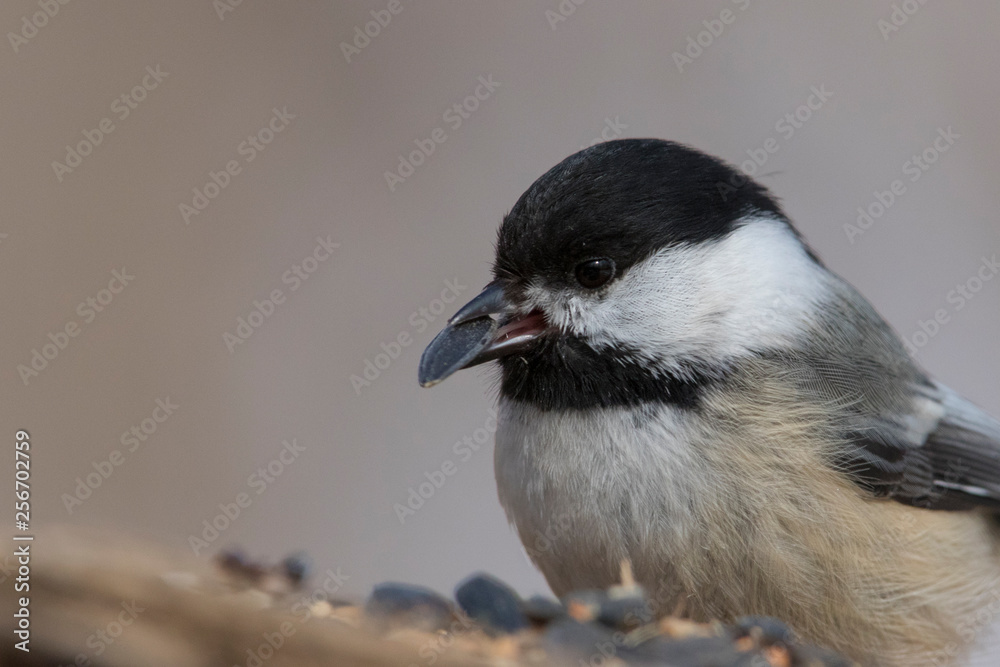 Fototapeta premium Black-capped chickadee (Poecile atricapillus) portrait