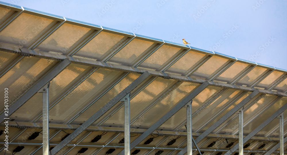 Bird standing on solar photovoltaic panel Bird standing on solar photovoltaic panel