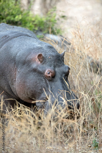 Portrait of a hippo photo
