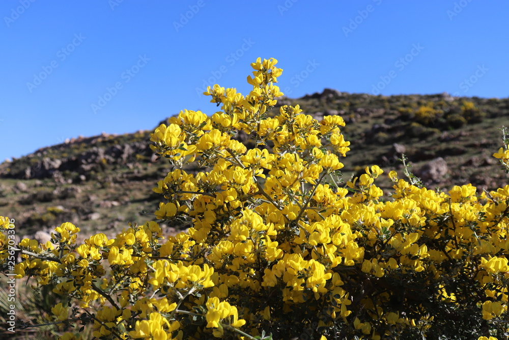wild flowers, close up Flowers Yellow With thorns in a Wild tree bush Gorse. yellow flowers of blue sky wild flowers, close up Flowers Yellow With thorns in a Wild tree bush Gorse. yellow flowers of blue sky