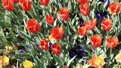 Close-up of red tulips in flower garden.