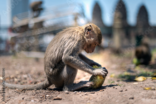 Fototapeta Naklejka Na Ścianę i Meble -  A monkey is peeling fruit