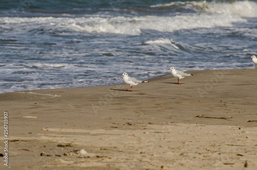 Coppia di gabbiani che camminano sulla spiaggia in riva al mare