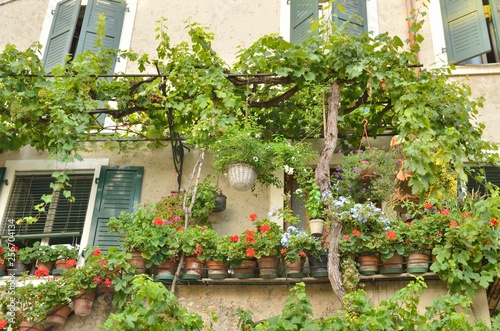 Grape leaves and flower pots at building in Malcesine, Lake Garda, Italy