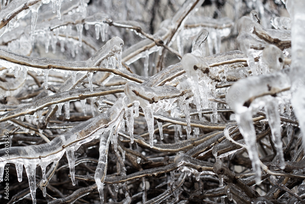 icicle branches in freezing rain