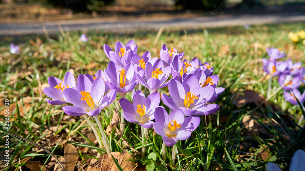 blühende Krokusse in einem Park im Frühling 