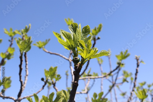 Fig Tree with a blue sky background