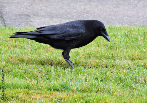 black crow on grass